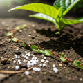 🐜CPF 2.5 GR – Insecticida Granulado para Control de Hormigas y Plagas Rastreras - Doctor Plantas GT