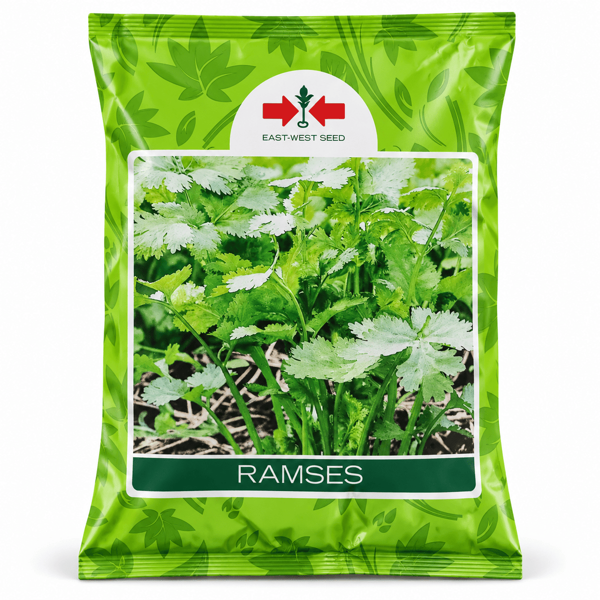 Ejemplo de uso de semilla de cilantro Ramsés: cilantro en huerto o maceta