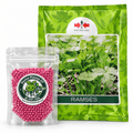 Semilla de cilantro Ramsés de East-West Seed