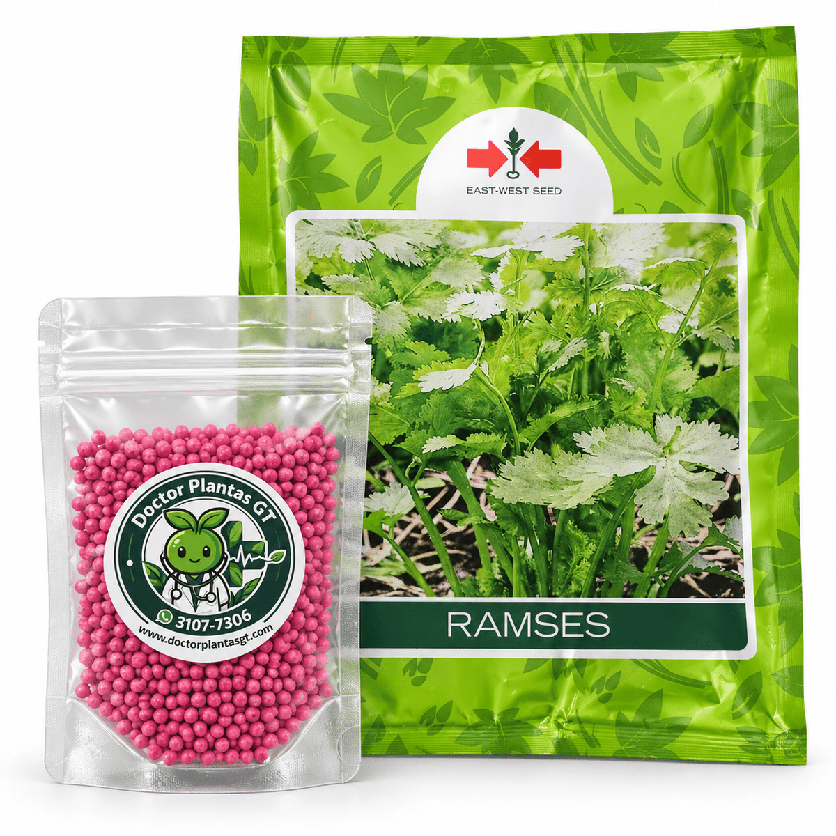 Semilla de cilantro Ramsés de East-West Seed